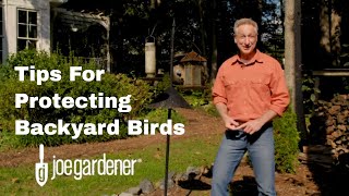 Tips for Protecting Backyard Birds