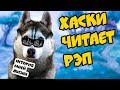 🎤 ХАСКИ ЧИТАЕТ РЭП! История моей Бандитской жизни. Говорящая собака