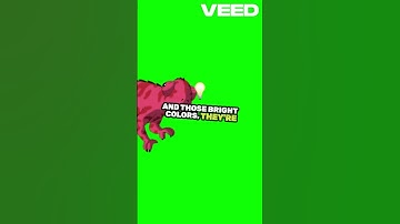 Chameleons Don’t Change Color to Hide... Here’s the Truth