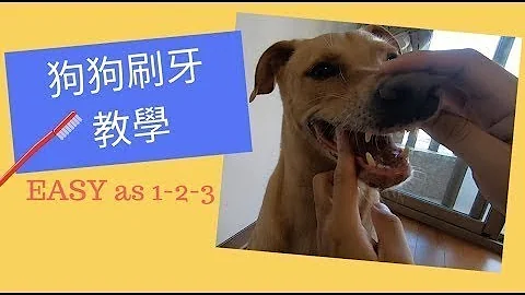 【轻松帮狗狗刷牙】必看刷牙教学 - 天天要闻