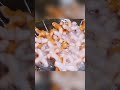 street foods in Bangkok | Thai street foods #amazing #food #amazingstreetfoods,#thaistreetfood