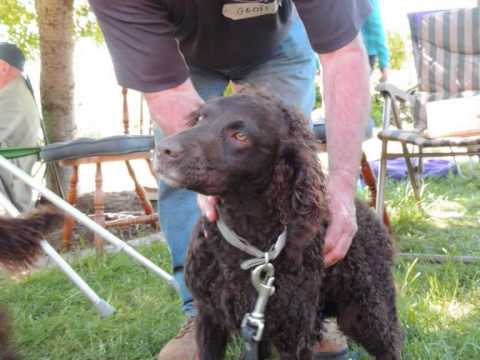 Murray River Curly Coated Retriever; Victorian Meet 2013 - YouTube