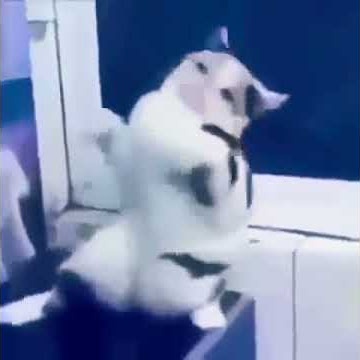 Entah Apa Yang Merasukimu Versi Kucing Lucu