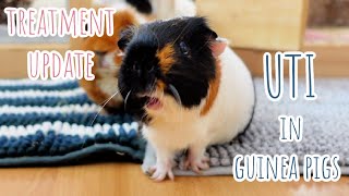 Guinea Pig Health Update | SO MUCH WHEEKING