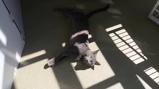 Best in Show returns for Roanoke Valley SPCA