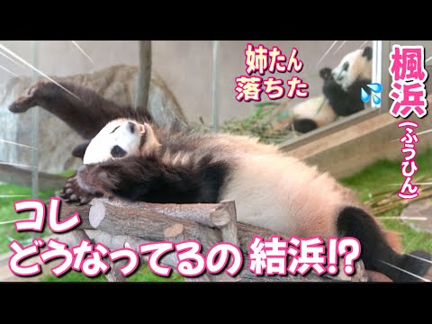 【パンダアイドル楓浜】1度寝たら最後〜💦記録を更新中の姉🐼ゆいちゃん♡飼育員さんが又心配しているよ！