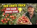 Obstbaum-Tricks vom Profi: Was ich vor der Blüte IMMER mache.