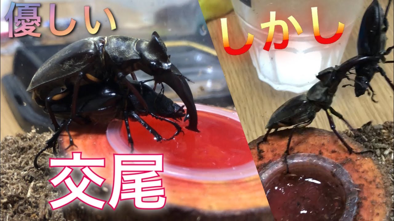 ミヤマクワガタのブリードに挑戦しよう