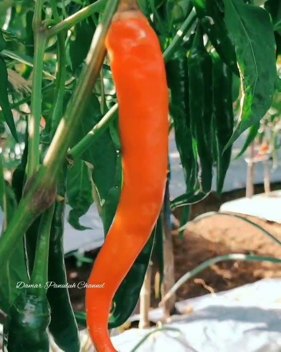 Cabe Dori F1. Tahan layu tahan virus