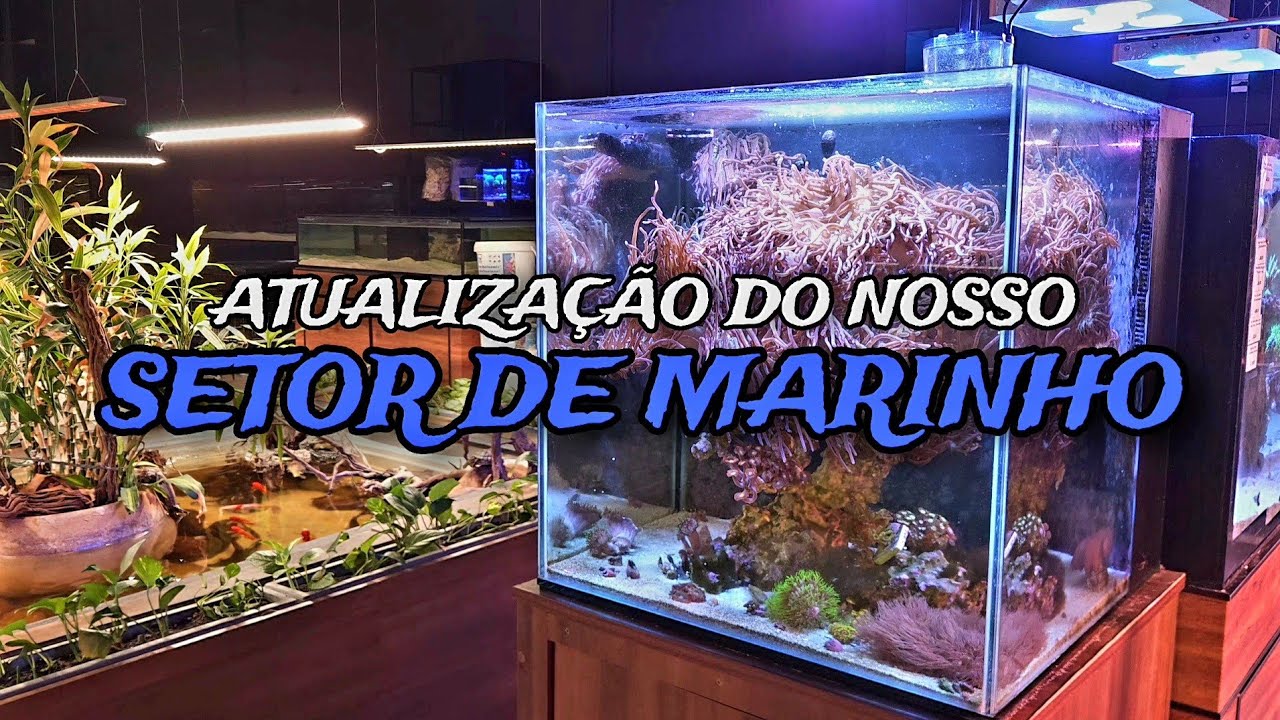 MINI TOUR NO NOSSO SETOR DE MARINHO ATUALIZADO!