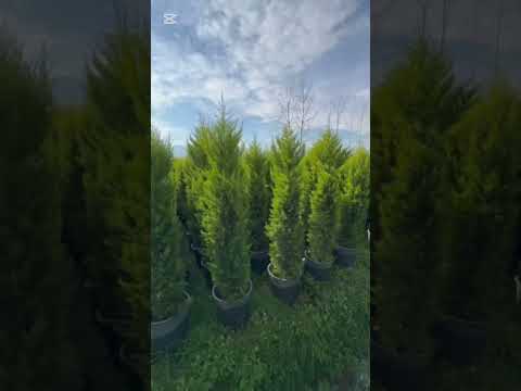 لاوسون گلدان زباله قد ۲ متر