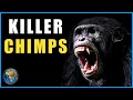 Wild Chimpanzee Attacks