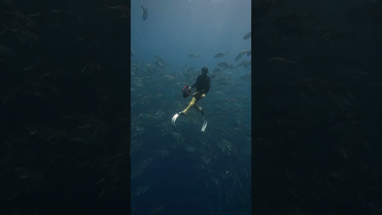 Rare Sight Jack Crevalle Spawning Aggregation🐟✨🐬🦈🤿🌊