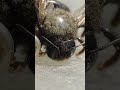 Valley Carpenter Bee