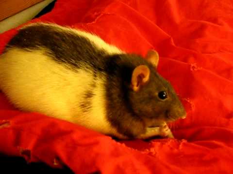 fat rat greedy for cornflakes
