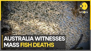 Millions of dead fish found floating in an Australian river | WION Climate Tracker