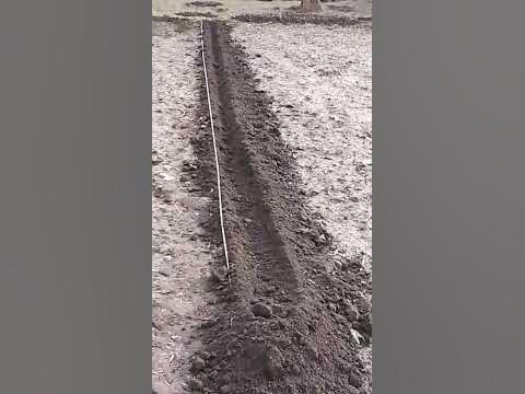 🌲Высадка сеянцев ели сербской на доращивание #сеянец #ель # ...