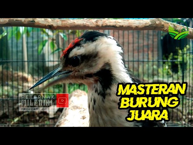 Masteran Burung Pelatuk Beras Cocok Untuk Masteran Burung MURAI BATU, CUCAK IJO, CENDET class=