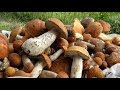 Как в лесу набрать много белых грибов