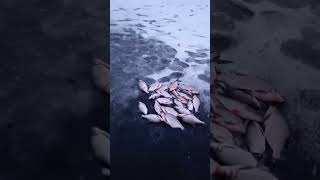 закрытие сезона твёрдой воды