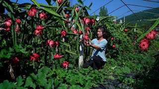 Red Dragon Fruit on the Guizhou Plateau!