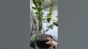 Meyer Lemon Garden Tree Update