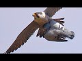 Falcon Attack Peregrine Falcon UnexpectedlyЁЯШвЁЯдп Falcon Attack Peregrine Falcon UnexpectedlyЁЯШвЁЯдп