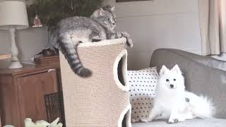 Cats and Japanese Spitz dog live together