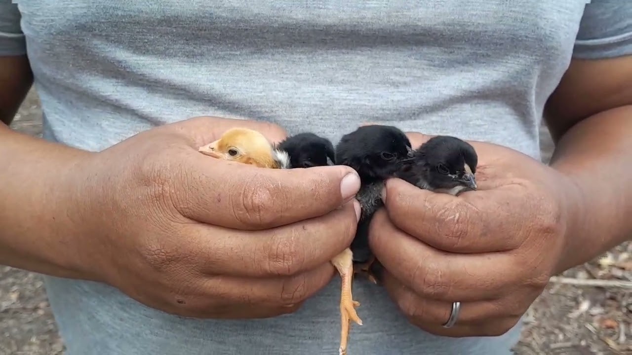 A GALINHA  CAIPIRA  PROTEGE OS  FILHOTES. 
