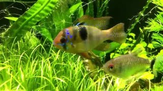 Thread Fin Rainbows And German Blue Ram In My Tv Tank.