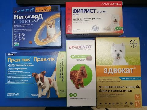 Обзор препаратов от блох для собак