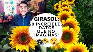 Girasoles 8 datos curiosos /Girasoles 8 curiosidades😮🌻