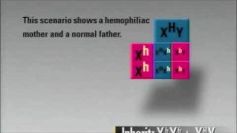Inheritance of Hemophilia Case Study