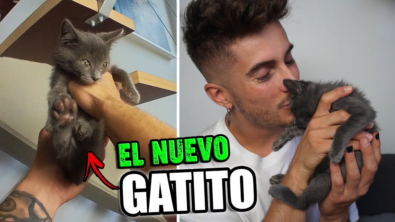 He Recogido Un Gatito De La Calle