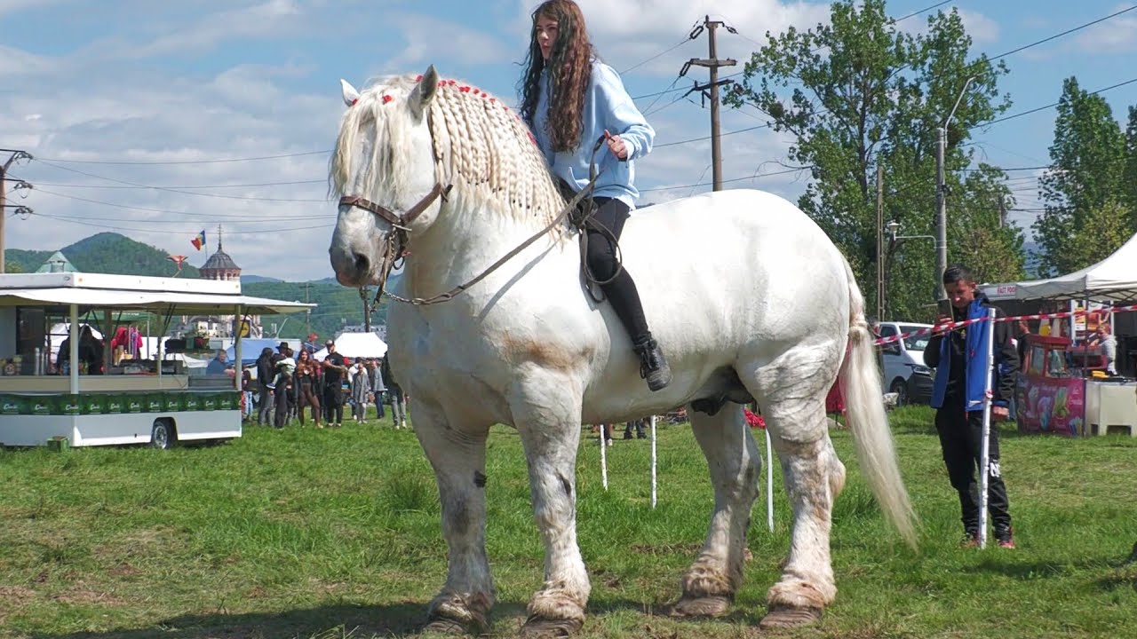 Târg expozițional de cai Baia Mare  27 Aprilie 2025 ep.2
