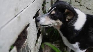Dexter, the terrier: Tales with Tails, Episode 2 by Dog TV South Africa 191 views 8 years ago 2 minutes, 5 seconds