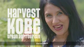 甜玉米“Harvest神户” 都市农业旅游