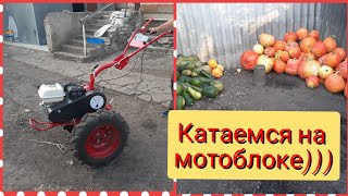 Катаемся на мотоблоке Агат. Свозим тыкву с огорода на прицепе!