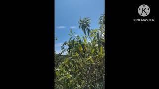 NOITE DE SONO TRANQUILA / QUIET NIGHT SLEEP