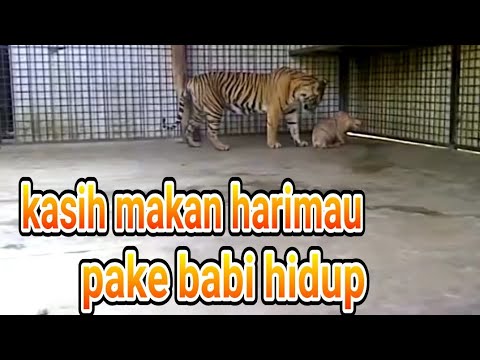 Video: Bagaimana cara memberi makan babi pertunjukan?