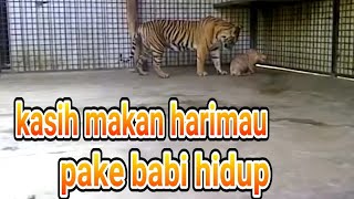sadisss!!! memberi makan harimau pake babi hidup