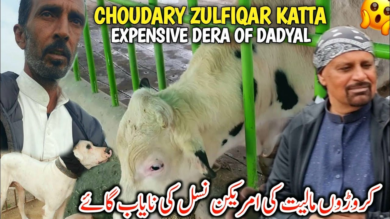 Choudary Zulfiqar Katta Expensive Dera Of Dadyal || Crores Ki American Nayaab Cow