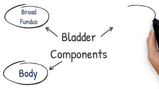 Nuts & Bolts: Bladder