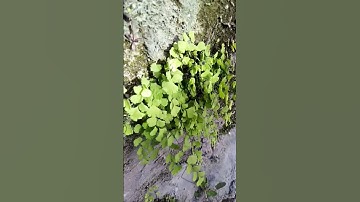 Adiantum capillus-veneris Xx  Maidenhair fern #shorts  #adiantum #youtube #trending #science #1k #1