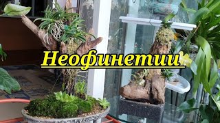 видео: Неофинетии на деревьях композициях.Год спустя. картинка: Неофинетии на деревьях композициях.Год спустя.