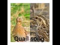 Quail song