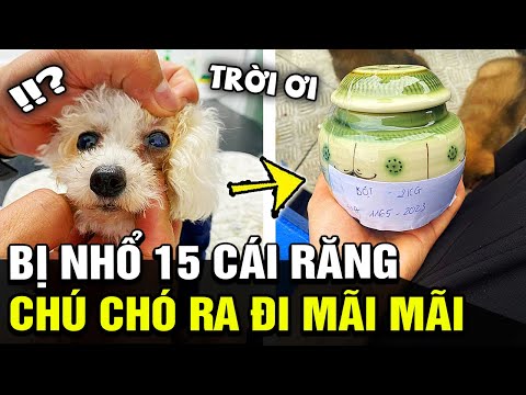 Video: Từ bác sĩ thú y: Cập nhật mới quan trọng về bệnh cúm chó