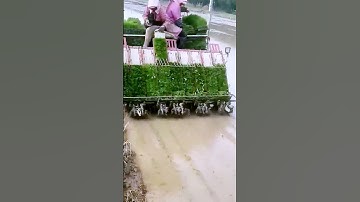 The process of transplanting rice = good machinery can do more with less