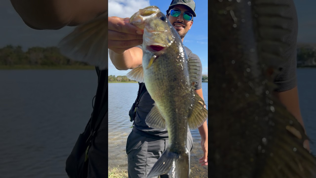 Top 5 Baits for Florida Bass Fishing