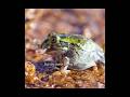 The Secret World of Bullfrogs: Cannibalism and Adaptation. #wildlife #animals #shorts